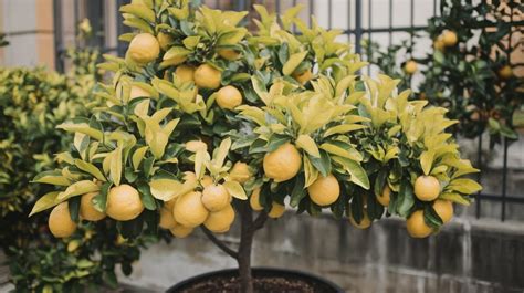 Hojas Amarillas En El Limonero Causas y Solución Para Salvarlo